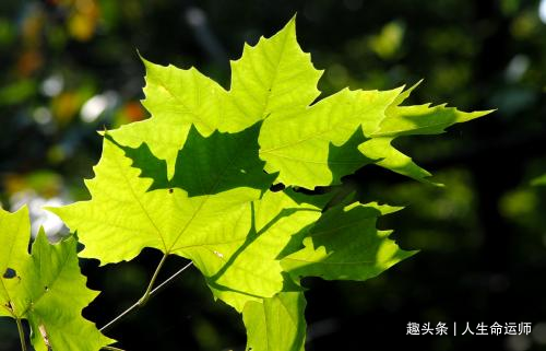 八字看婚配，什么样的婚缘最佳