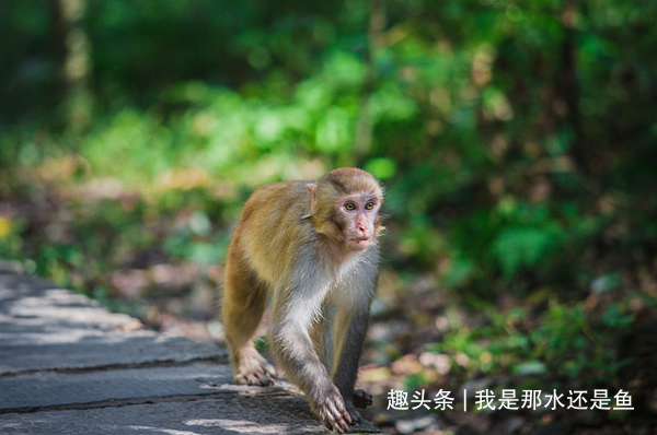 算命的说：属猴人在12月，喜事接二连三，生肖猴你就偷着乐吧！