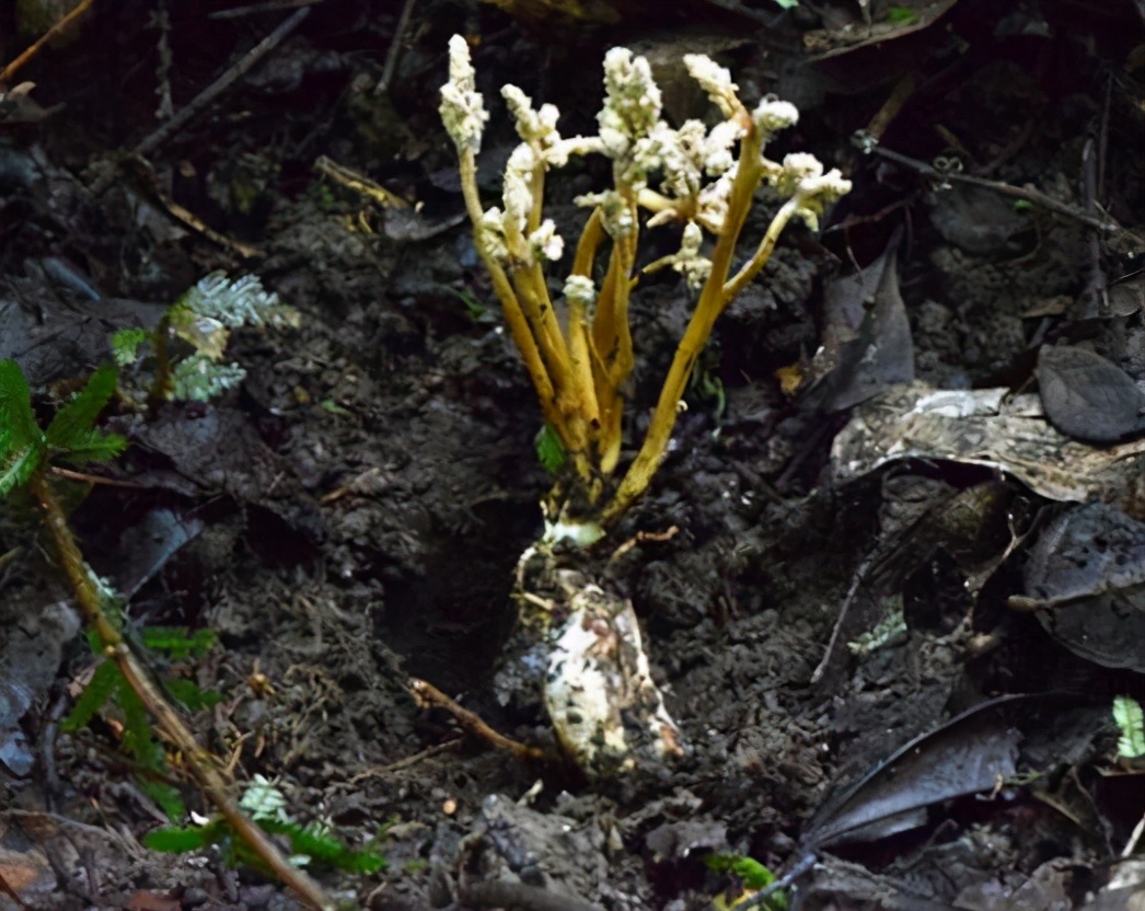 此物生于竹林下，取名“蝉花”，偶遇请勿踩踏，珍贵如“虫草”