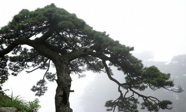 为了排面砍了门口两棵大松树，算命先生；格局已破，在没好日子