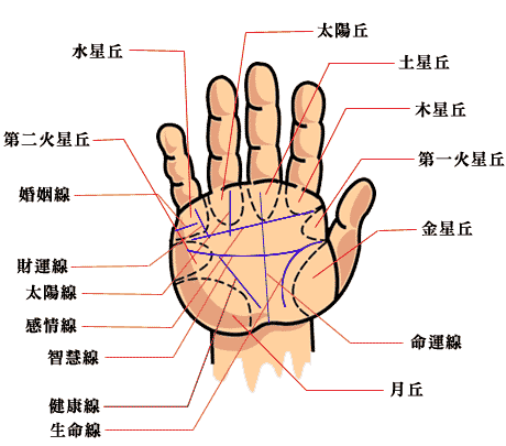 手掌纹信息知识