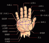 手掌纹信息知识